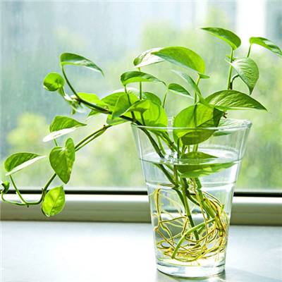 半岛官方网站入口下载